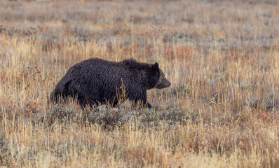 Grizzly Bear in a Meadow in Grand Teton Naitonal Park Wyoming in Autumn