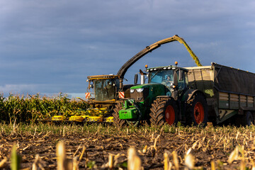 Modern forage harvester combiner harvesting silage maize corn tractor trailer corn field warm sunny autumn morning with overcast cloudy sky. Heavy agricultural machinery work. Livestock feeding corn © Kyryl Gorlov