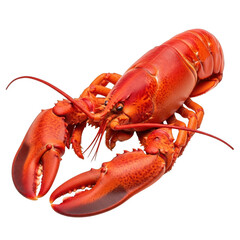 A vibrant red lobster with claws and antennae on a white background. isolated on transparent background