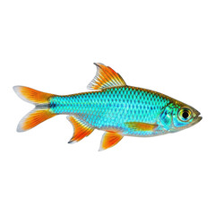 A vibrant blue and orange fish against a white background. isolated on transparent background