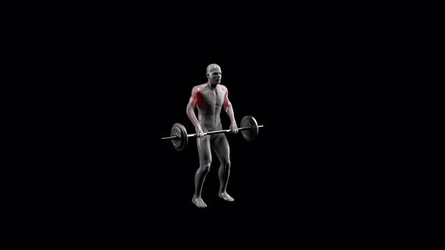Barbell Shoulder Grip Upright Row, Muscles Worked Anatomy 2