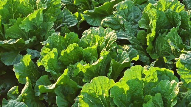 Chinese cabbage ripening in Northeast China this autumn