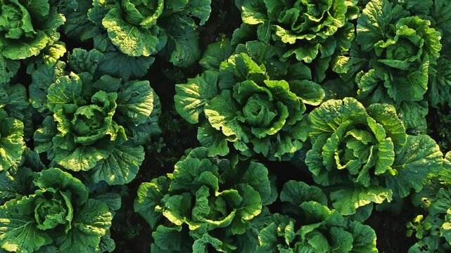 Chinese cabbage ripening in Northeast China this autumn