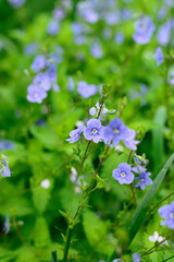 Small blue veronica flowers blooming in green grass macro