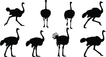 Ostrich silhouette collection, bird vector icons, wildlife artwork, nature clipart, avian design, running graphics, animal illustration, exotic species set