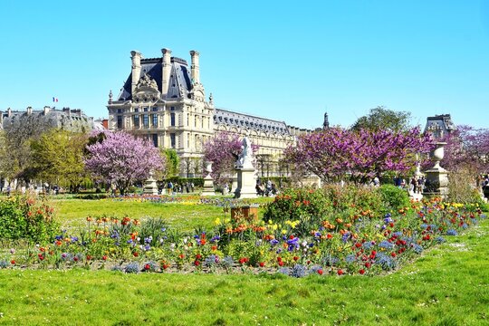  Tuileries Gardens with flowers in the foreground, statues and architecture in the background in spring in Paris