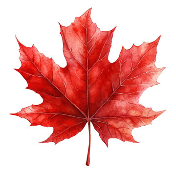 Fallen Maple Leaf, watercolor clipart vector, isolated on a white background.