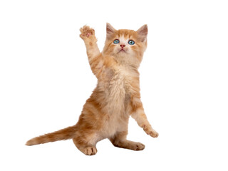 orange kitten standing on its hind legs isolated on white background