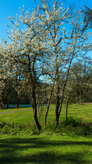 Fototapeta premium Scoggins Valley Park / Henry Hagg Lake, Washington County Park, Oregon