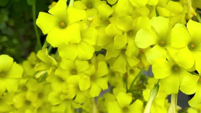 Close-up of bright yellow oxalis flowers. Close-up of yellow sorrel flowers.