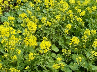 Obraz premium Field of yellow wild mustard flowers. A close-up shot of yellow wildflowers.