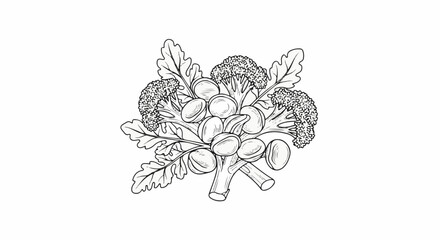 A botanical illustration of broccoli florets with stem and oval shaped elements
