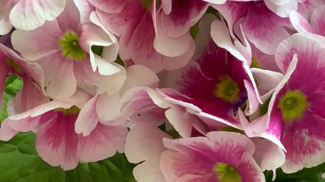 Close-up of pink and white primrose flowers. Tropical flowers shot at close range.