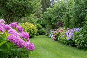 Obraz premium Lush garden pathway with vibrant pink and purple hydrangeas