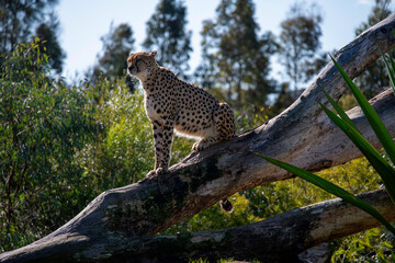Cheetah (Acinonyx jubatus) © Tara
