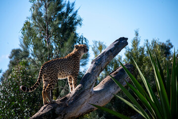 Cheetah (Acinonyx jubatus) © Tara
