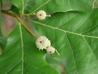 Fototapeta premium Immature Swamp White Oak (Quercus bicolor) Acorns on Green Leaves in Early August, Colorado