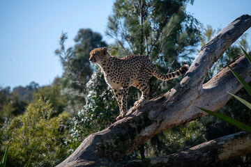 Cheetah (Acinonyx jubatus) © Tara