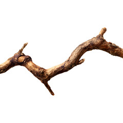 Fototapeta premium Twisted and gnarled tree branch against a white background