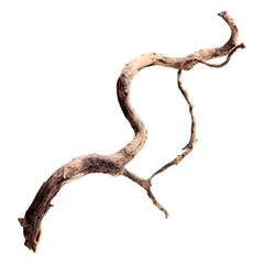 A twisted and gnarled tree branch against a white background