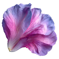 A close-up view of a vibrant purple and pink hollyhock flower petal