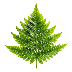 A vibrant green fern leaf with intricate details and symmetrical patterns