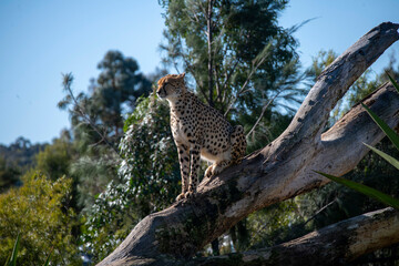 Cheetah (Acinonyx jubatus) © Tara