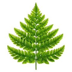 A detailed illustration of a green pine tree with intricate branch patterns.