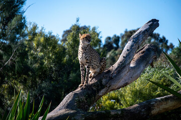 Cheetah (Acinonyx jubatus) © Tara