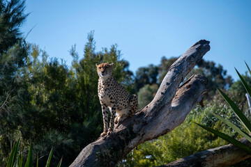 Cheetah (Acinonyx jubatus) © Tara