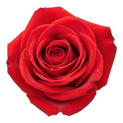Naklejka premium Beautiful red rose with dew drops on petals isolated on transparent background