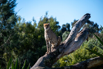 Cheetah (Acinonyx jubatus) © Tara
