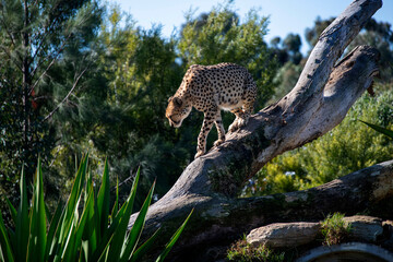 Cheetah (Acinonyx jubatus)