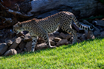 Cheetah (Acinonyx jubatus) © Tara