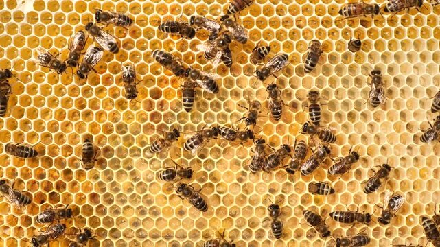 Harmonious development of a bee colony. The honeycombs are filled with nectar, honey and pollen. Here you can also see the eggs laid by the queen and the larvae of the developing bees.
