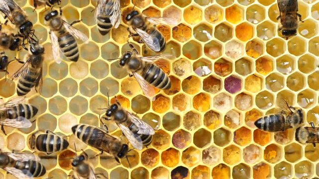 Beauty and color harmony in nature.
The honeycombs are filled with nectar, honey and pollen. Here you can also see the eggs laid by the queen and the larvae of the developing bees.
