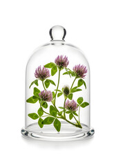 Clover flowers under glass dome, elegant arrangement, soft lighting, copy space