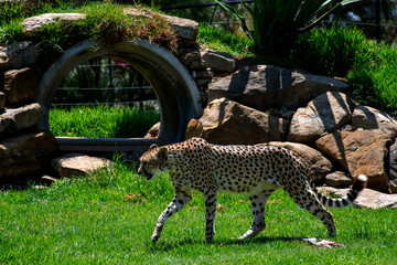 Cheetah (Acinonyx jubatus) © Tara