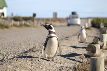 Fototapeta premium Pinguim de Magalhães em Cabo Vírgenes, na Patagônia Argentina 