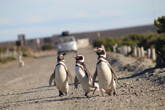 Pinguim de Magalh&atilde;es em Cabo V&iacute;rgenes, na Patag&ocirc;nia Argentina 