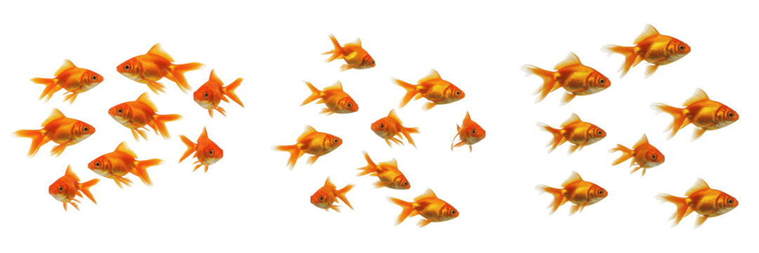 School of Goldfish Swimming Isolated on White Background, Carassius auratus, 金鱼, Ornamental Freshwater Fish, Aquarium and Pond Fish Group, Asian Domesticated Carp Species