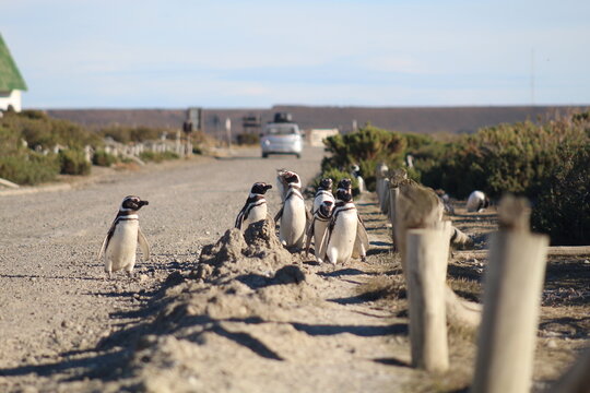 Pinguim de Magalh&atilde;es em Cabo V&iacute;rgenes, na Patag&ocirc;nia Argentina 