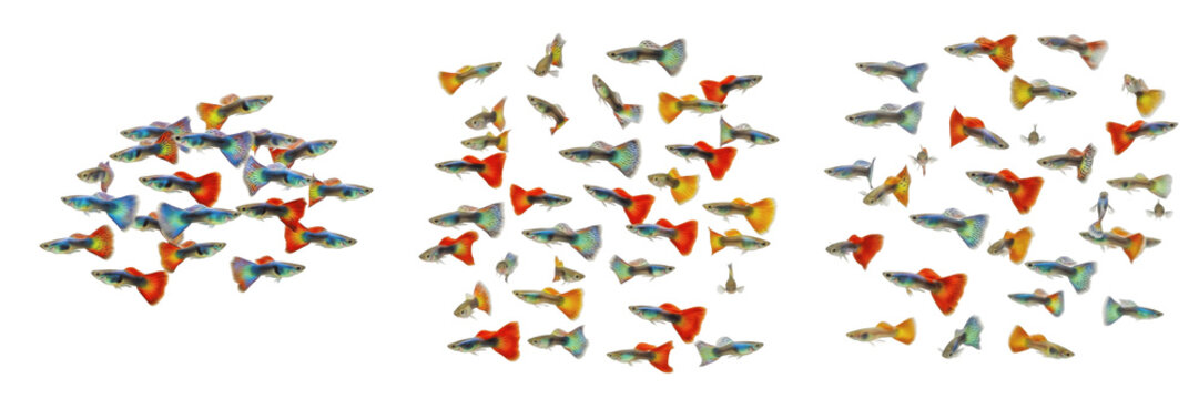 School of Guppies Swimming Isolated on White Background, Poecilia reticulata, Tropical Freshwater Livebearer Fish, Aquarium Guppy Group, Small Colorful Tank Fish Species