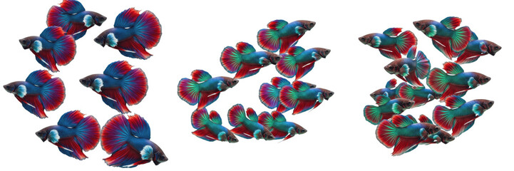 Obraz premium School of Betta Fish (Betta splendens) Swimming Isolated on White Background, Siamese Fighting Fish Group, Thai Ornamental Freshwater Species ปลากัด Tropical Aquarium Fish Cutout