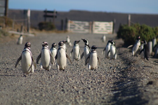 Pinguim de Magalh&atilde;es em Cabo V&iacute;rgenes, na Patag&ocirc;nia Argentina 