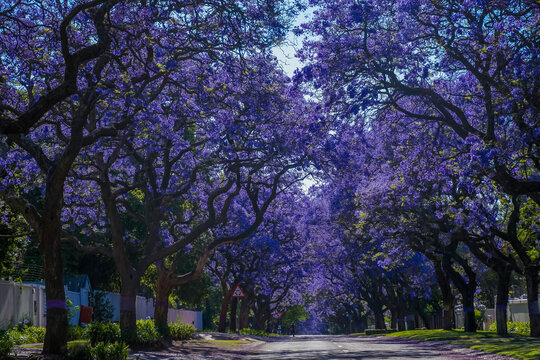 A picturesque street lined with vibrant purple jacaranda trees in full bloom in pretoria south africa