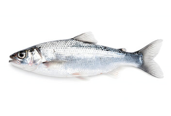 Fototapeta premium Fresh Silver Fish with Detailed Scales on a White Background seafood aquatic
