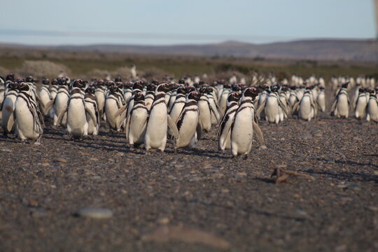 Pinguim de Magalh&atilde;es em Cabo V&iacute;rgenes, na Patag&ocirc;nia Argentina 
