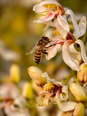 bee on a flower © Ramenclicks