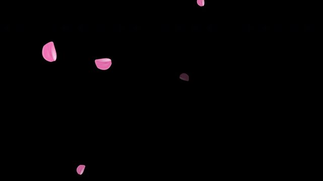 Cherry blossom petals falling animation on dark background, seamless loop element, easy to recolor
Cherry blossom petals falling animation on dark background, seamless loop element, easy to recolor
